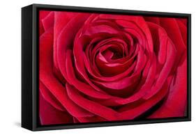 Red Rose-null-Framed Stretched Canvas