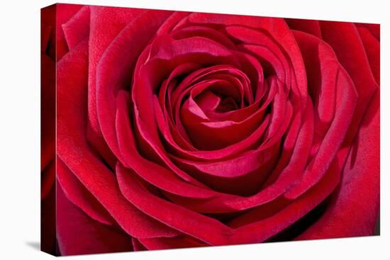 Red Rose-null-Stretched Canvas