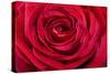 Red Rose-null-Stretched Canvas