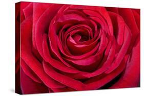 Red Rose-null-Stretched Canvas