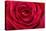 Red Rose-null-Stretched Canvas