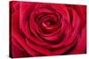 Red Rose-null-Stretched Canvas