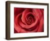 Red Rose-Michele Falzone-Framed Photographic Print