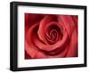 Red Rose-Michele Falzone-Framed Photographic Print