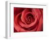 Red Rose-Michele Falzone-Framed Photographic Print