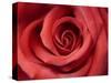 Red Rose-Michele Falzone-Stretched Canvas