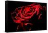 Red Rose-afitz-Framed Stretched Canvas