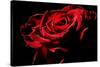 Red Rose-afitz-Stretched Canvas