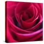 Red Rose-Carolina Hernandez-Stretched Canvas