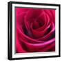 Red Rose-Carolina Hernandez-Framed Photographic Print