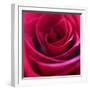 Red Rose-Carolina Hernandez-Framed Photographic Print