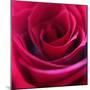 Red Rose-Carolina Hernandez-Mounted Photographic Print