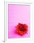 Red rose-null-Framed Photographic Print