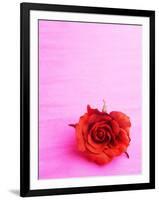 Red rose-null-Framed Photographic Print