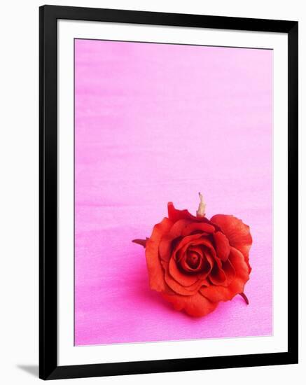 Red rose-null-Framed Photographic Print