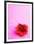 Red rose-null-Framed Photographic Print