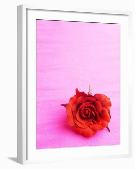 Red rose-null-Framed Photographic Print