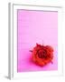 Red rose-null-Framed Photographic Print