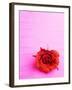 Red rose-null-Framed Photographic Print