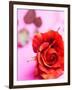 Red rose-null-Framed Photographic Print