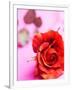 Red rose-null-Framed Photographic Print