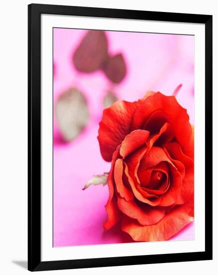 Red rose-null-Framed Photographic Print