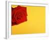 Red rose-null-Framed Photographic Print