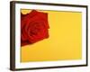 Red rose-null-Framed Photographic Print