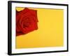 Red rose-null-Framed Photographic Print