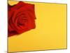Red rose-null-Mounted Photographic Print