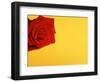 Red rose-null-Framed Photographic Print
