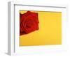 Red rose-null-Framed Photographic Print