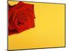 Red rose-null-Mounted Photographic Print