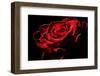 Red Rose-afitz-Framed Photographic Print