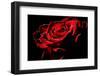 Red Rose-afitz-Framed Photographic Print