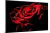 Red Rose-afitz-Mounted Photographic Print