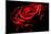 Red Rose-afitz-Mounted Photographic Print