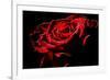 Red Rose-afitz-Framed Photographic Print