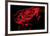 Red Rose-afitz-Framed Photographic Print
