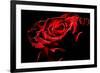 Red Rose-afitz-Framed Photographic Print