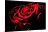 Red Rose-afitz-Mounted Photographic Print