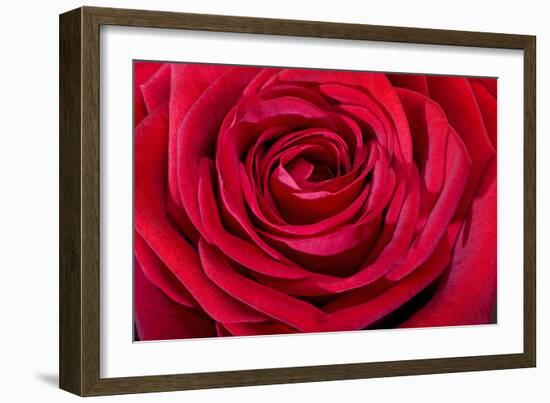 Red Rose-null-Framed Photographic Print