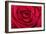 Red Rose-null-Framed Photographic Print