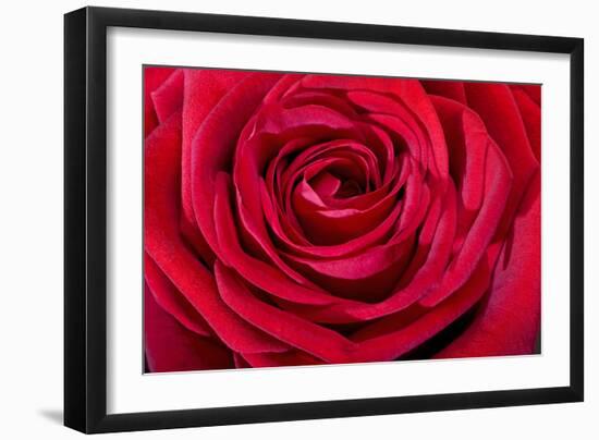 Red Rose-null-Framed Photographic Print