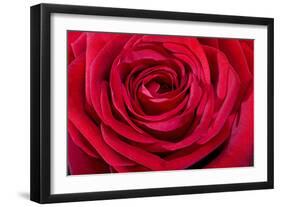 Red Rose-null-Framed Photographic Print