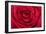 Red Rose-null-Framed Photographic Print