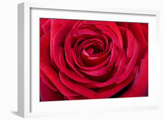 Red Rose-null-Framed Photographic Print