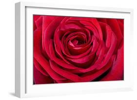 Red Rose-null-Framed Photographic Print