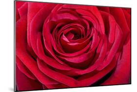 Red Rose-null-Mounted Photographic Print