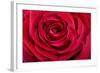 Red Rose-null-Framed Photographic Print